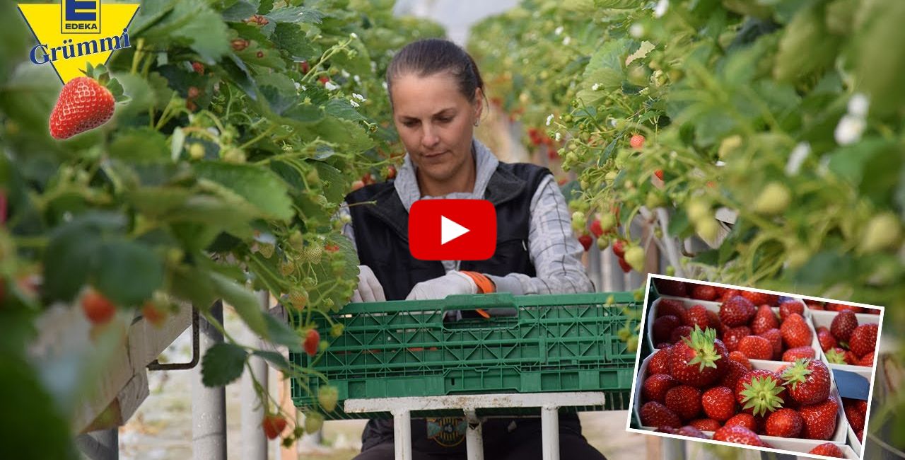 100% Frische aus der Region – Erdbeeren vom Hof Kaack Thumbnail