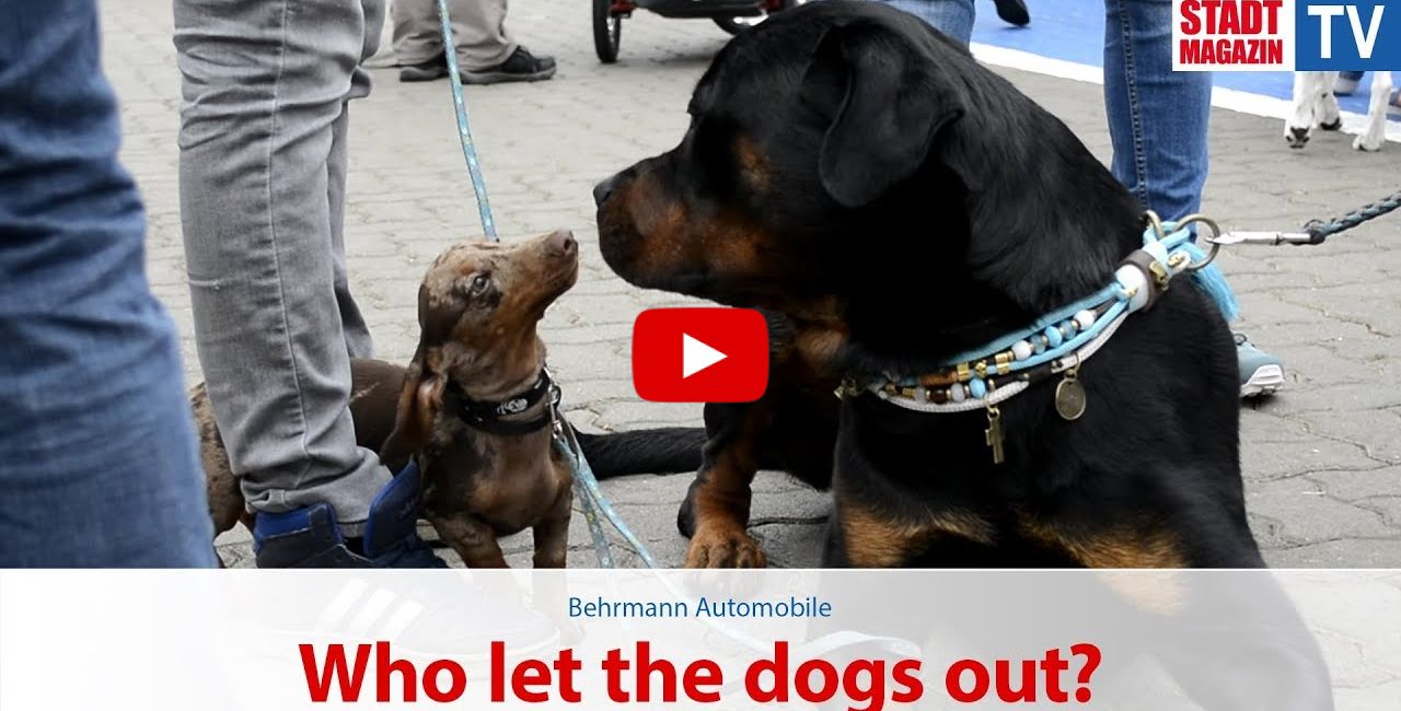 Who let the dogs out? - 9. Norderstedter Hundemesse Thumbnail