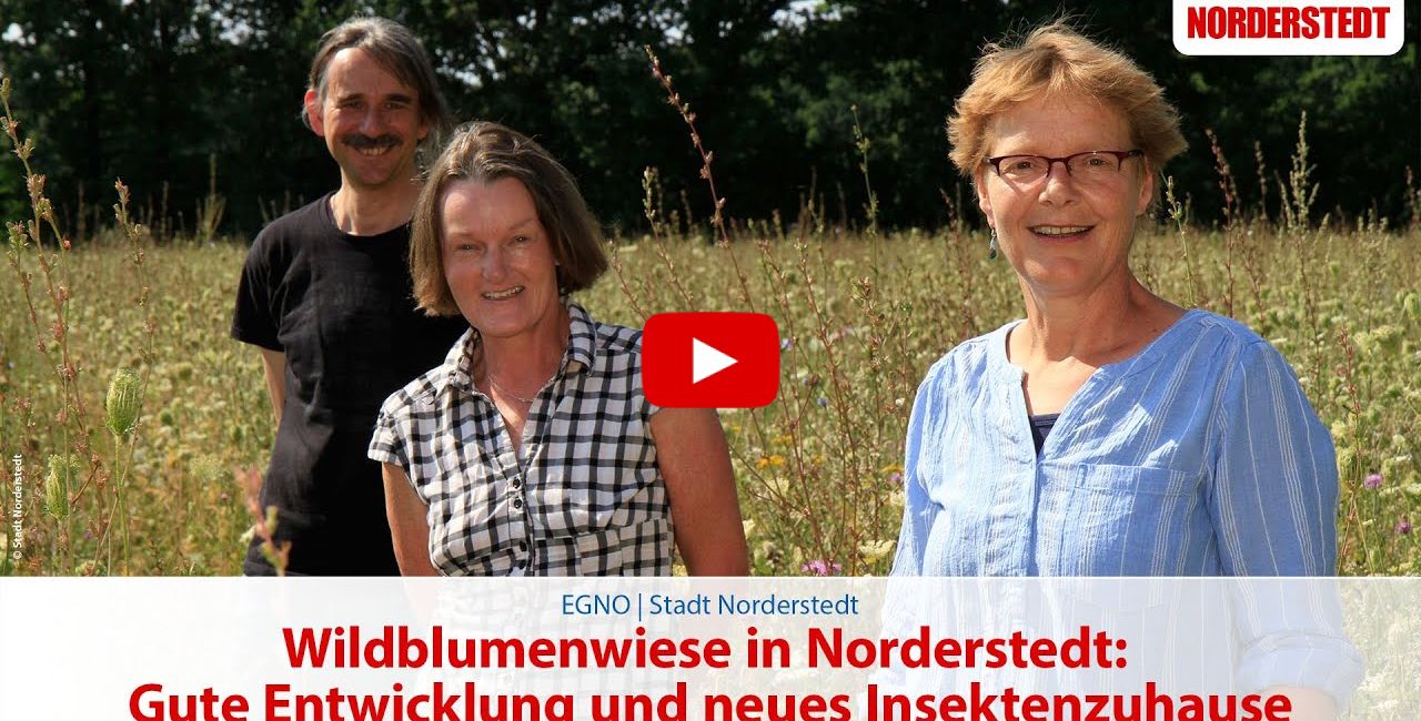 Wildblumenwiese in Norderstedt: Gute Entwicklung und neues Insektenzuhause Thumbnail