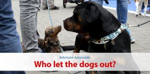 Who let the dogs out? - 9. Norderstedter Hundemesse