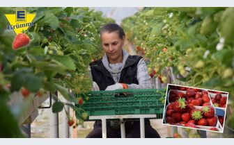 100% Frische aus der Region – Erdbeeren vom Hof Kaack