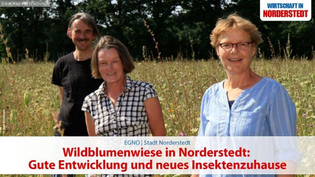 Wildblumenwiese in Norderstedt: Gute Entwicklung und neues Insektenzuhause